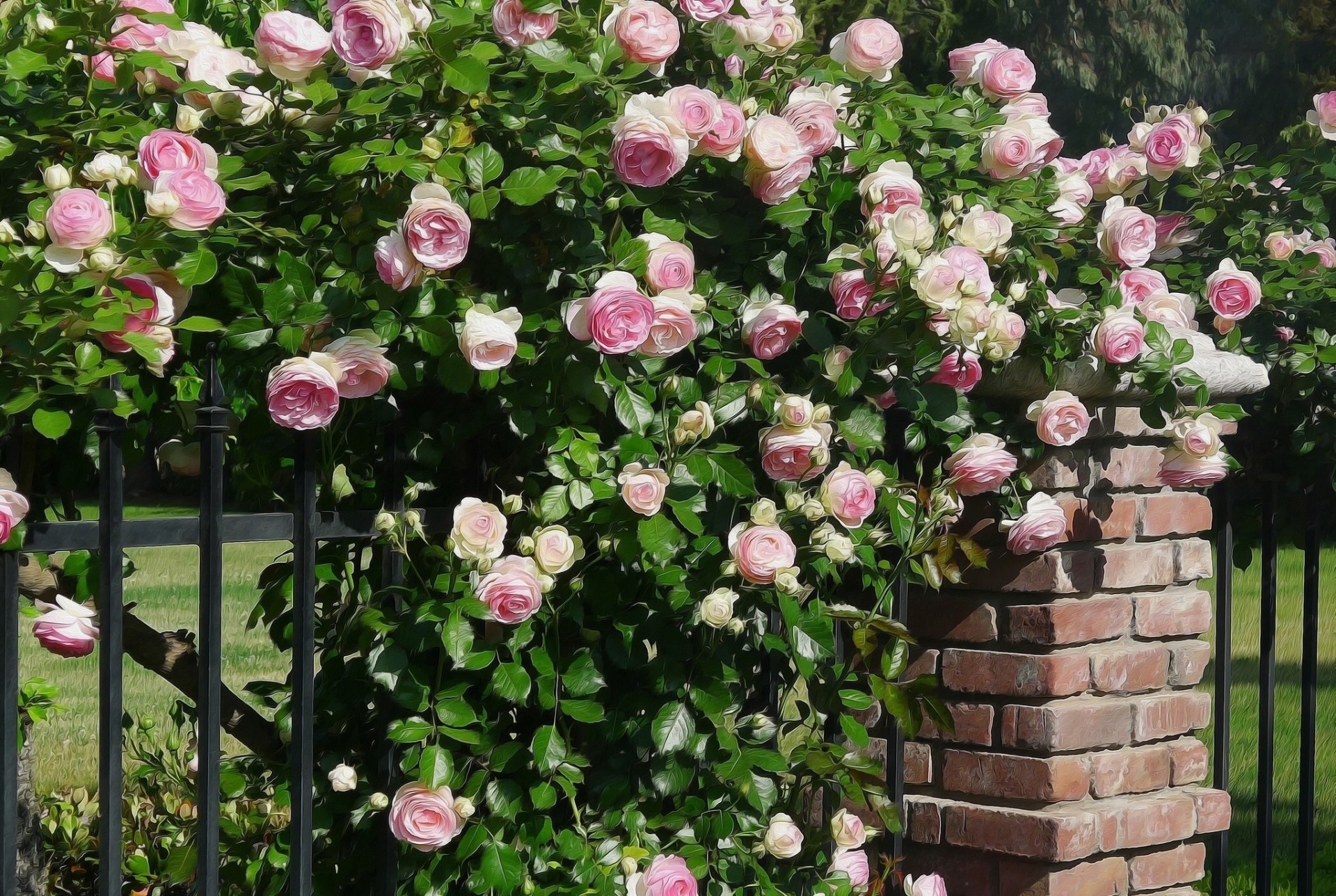 bush fence rose