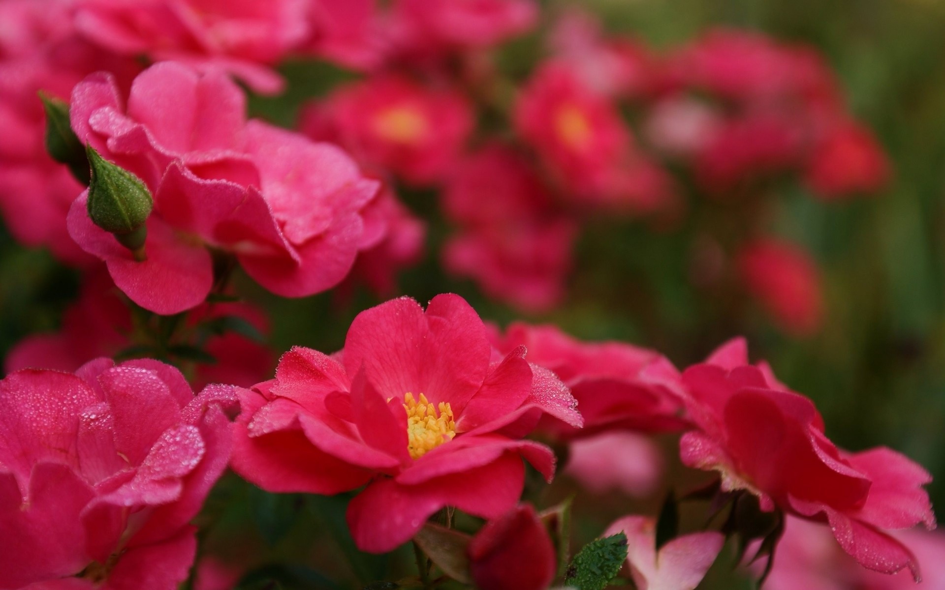 buisson gouttes roses rose rose pétales lumineux