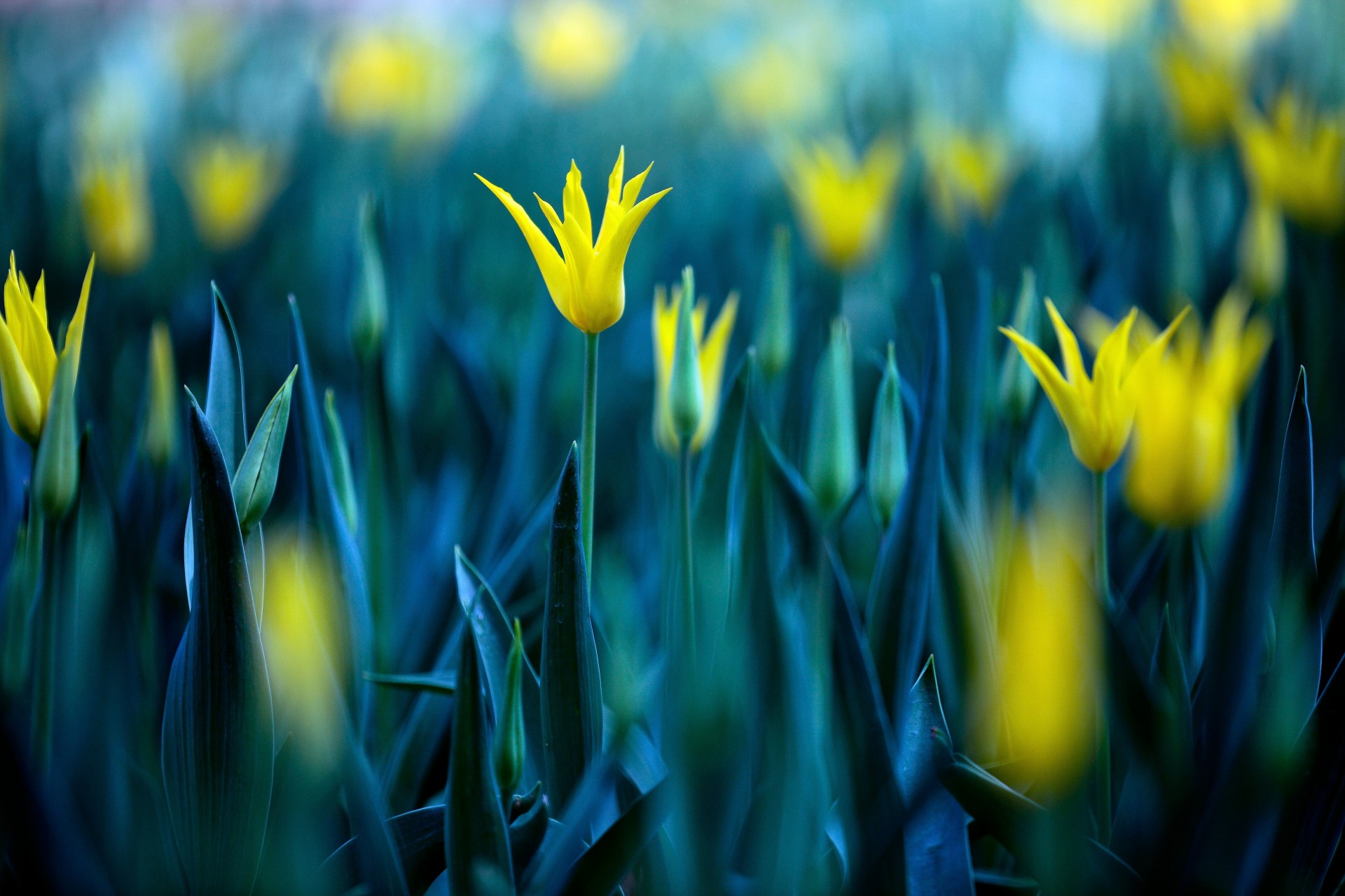 mucho amarillo flores tulipanes