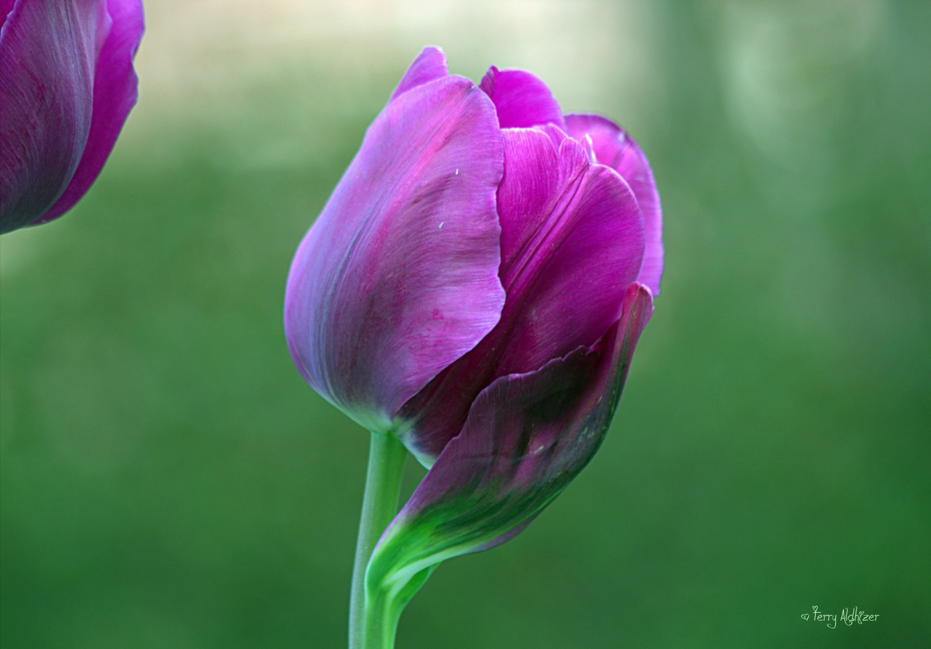 makro blume tulpe lila blütenblätter