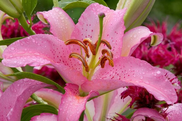 Pink lily with water drops