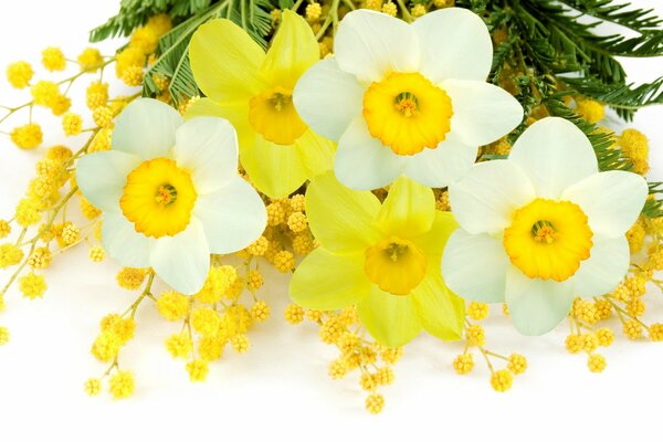 Bouquet of narcissus with mimosa on a white background