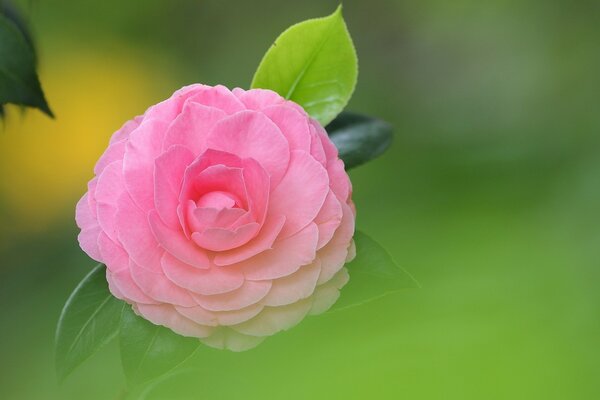 Pink camellia on a green background