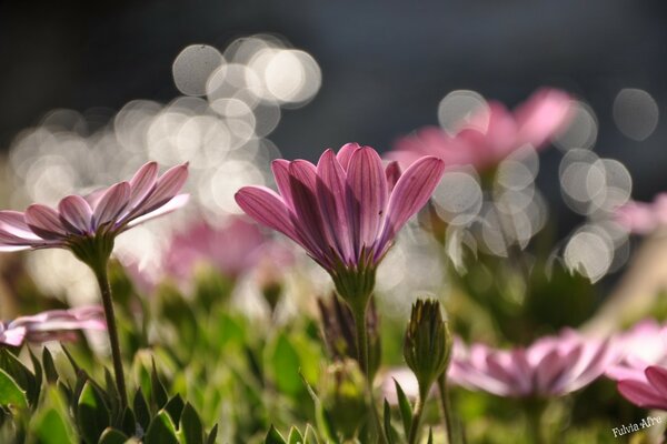 Beautiful and delicate flowers in the meadow