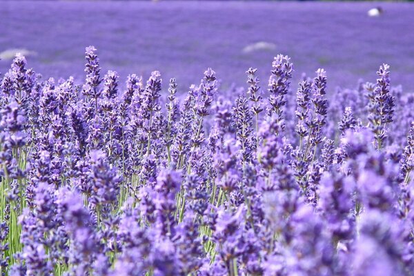 Un campo di fiori lilla affascinanti che sbocciano