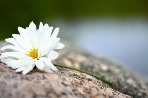 Marguerite blanche sur fond flou