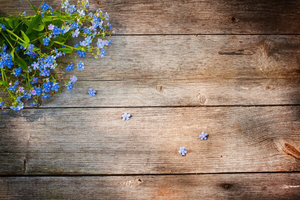 Bouquet di nontiscordardime su sfondo di legno