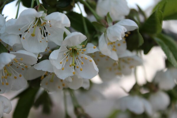 Flor de cerezo en un día de primavera