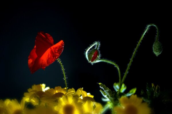 Red poppy among bright yellow flowers