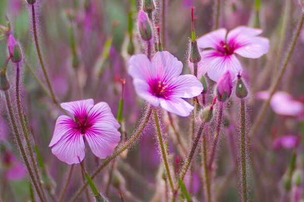 Background pink buds and flowers