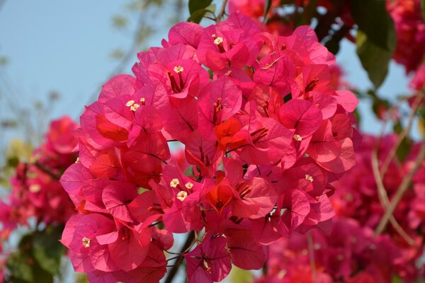 A beautiful sprig of flowers against the sky