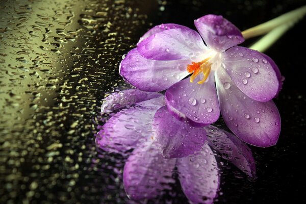 Fleur pourpre avec des gouttes d eau