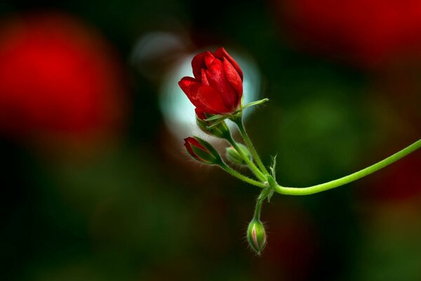 Brotes de flor roja brillante