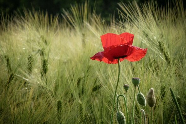 Le spighe di grano di papavero fioriscono