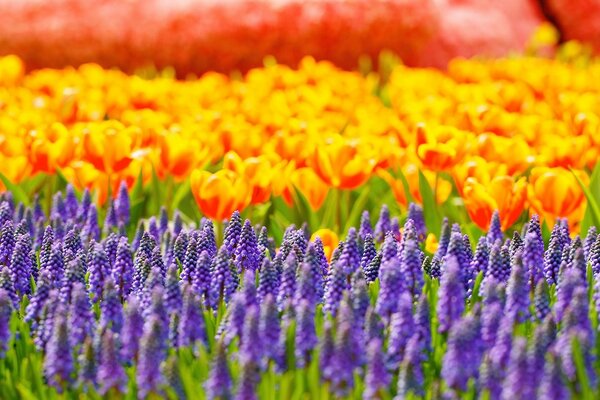 Image of blooming colorful flowers in the field