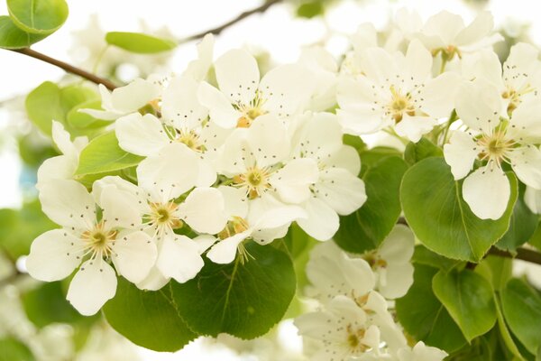 Albero di pera fioritura in primavera