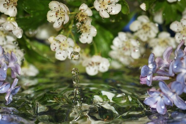 Falling flowers on the background of water
