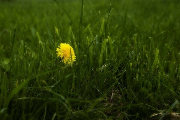 Diente de León amarillo entre la hierba verde