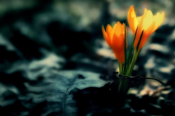 Fleurs orange sur fond sombre