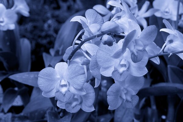 Orquídeas en flor. Imagen Monocromática