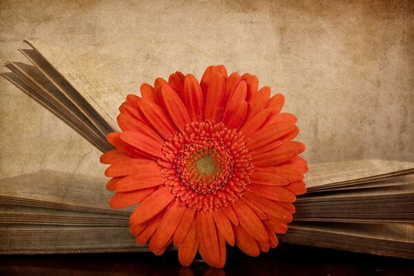 Gerbera naranja en un libro antiguo