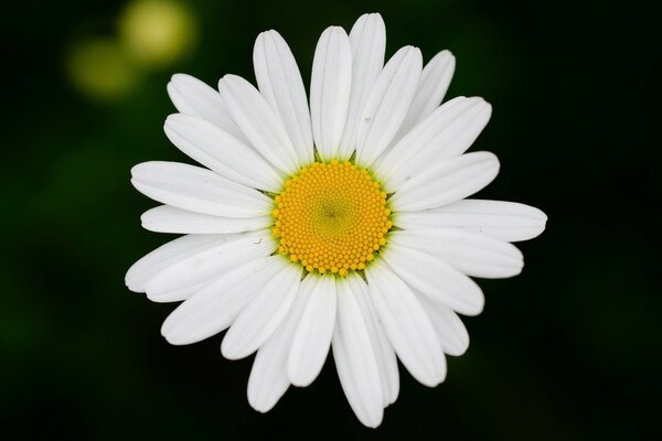 Chamomile on a dark background