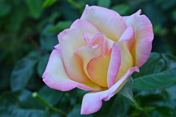 Bourgeon de rose fleuri avec des feuilles vertes