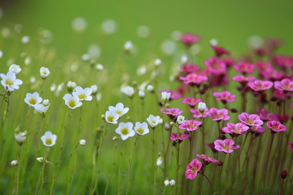 A field with beautiful white and pink flowers