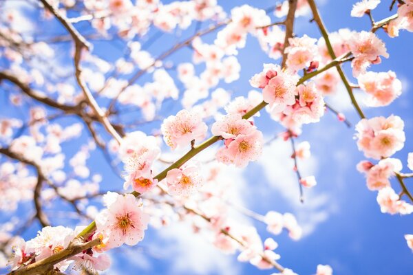 Delicata fioritura di prugne in primavera