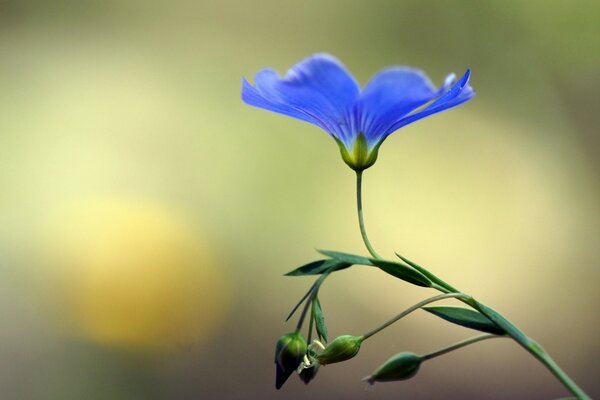 Blue, blooming, flower with buds