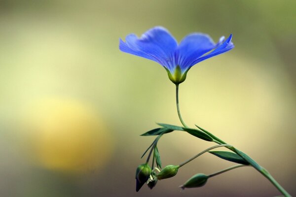 Niebieski, kwitnący, kwiat z pąkami