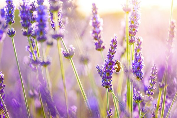 El día de verano y las abejas en las flores ya están trabajando