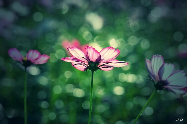 Fotografía de verano, enfoque en la flor