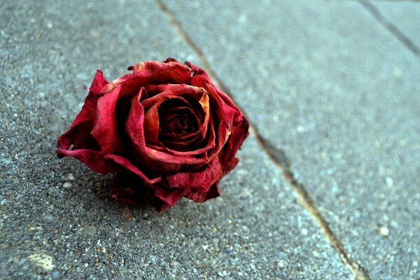 A red rose is lying on the asphalt