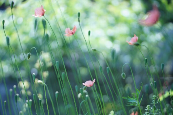 Fleurs sauvages par une journée ensoleillée