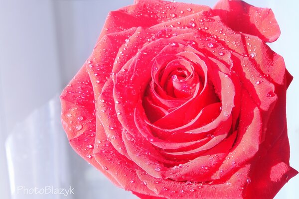 A scarlet rose with delicate wet petals