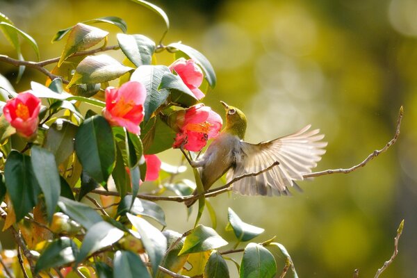 Vogel mit geöffneten Flügeln auf einem Hintergrund von Blumen