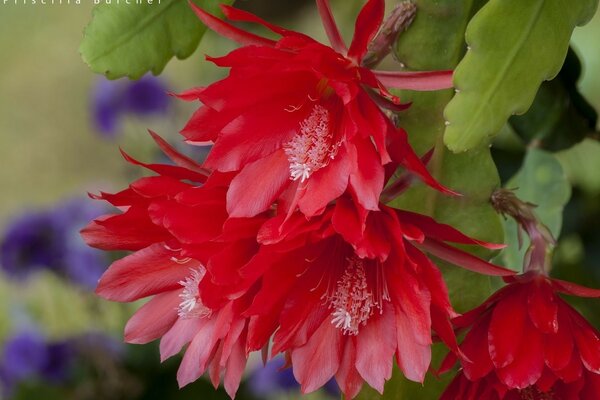 Blooming macro, colorful flowers