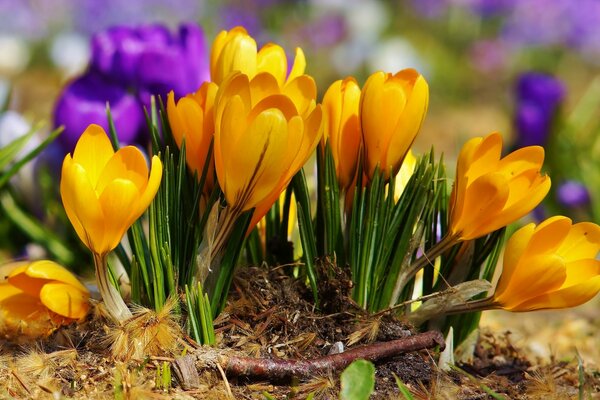 Flores de primavera de color púrpura y amarillo