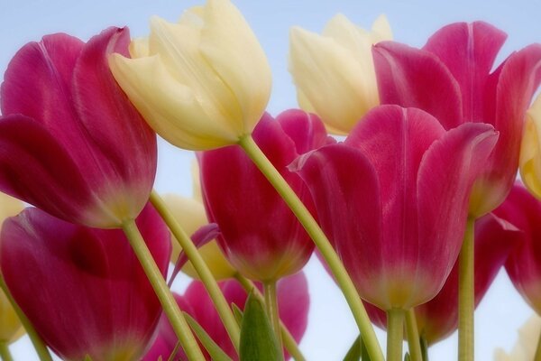 Hermosos, delicados Tulipanes rosados y blancos