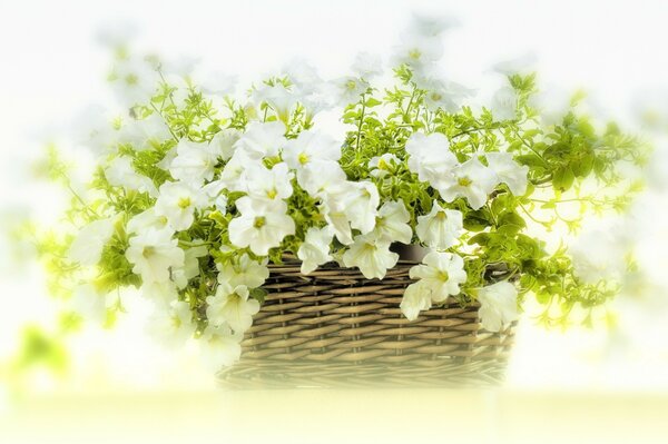 Hermosas flores delicadas en una cesta