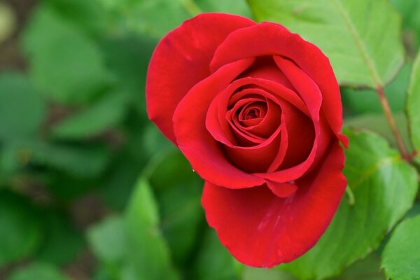 Rote Rose in einer Knospe auf grünem Hintergrund