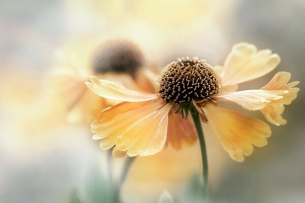 Fleur jaune sur fond flou