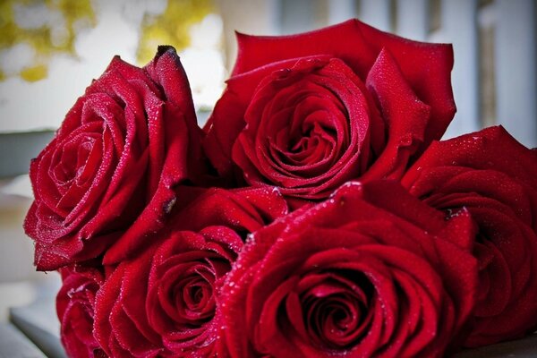 Красивый нежный букет красных роз