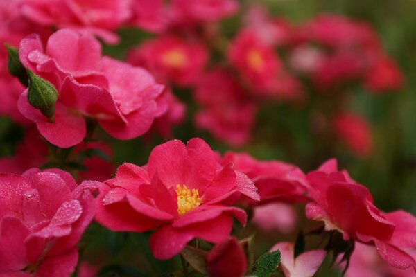 Red flowers of maro-shooting