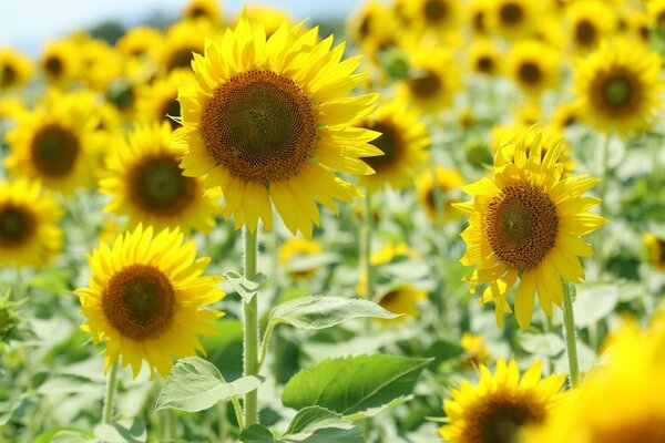 Los girasoles amarillos se acercan al sol