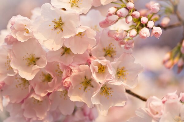 Macro shooting, apple blossom