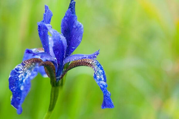 Flor de iris sobre fondo verde