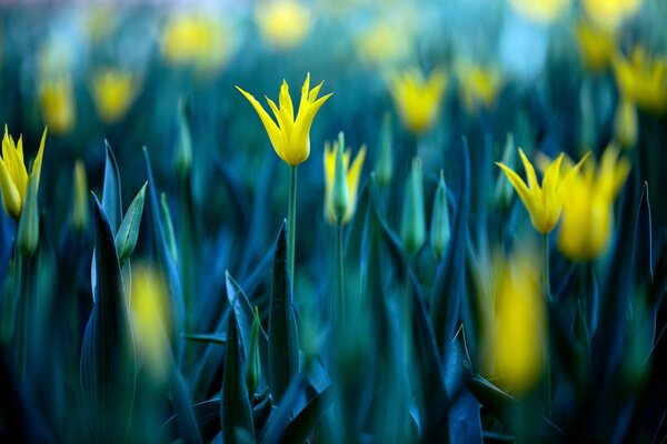 Amarillo uvetochki en la pierna azul