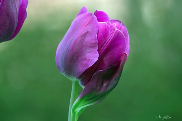 Tulipano viola su sfondo sfocato